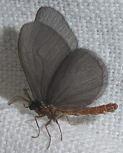 Sterrhopterix fusca